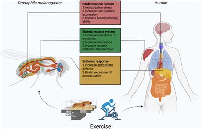 Drosophila exercise, an emerging model bridging the fields of exercise and aging in human